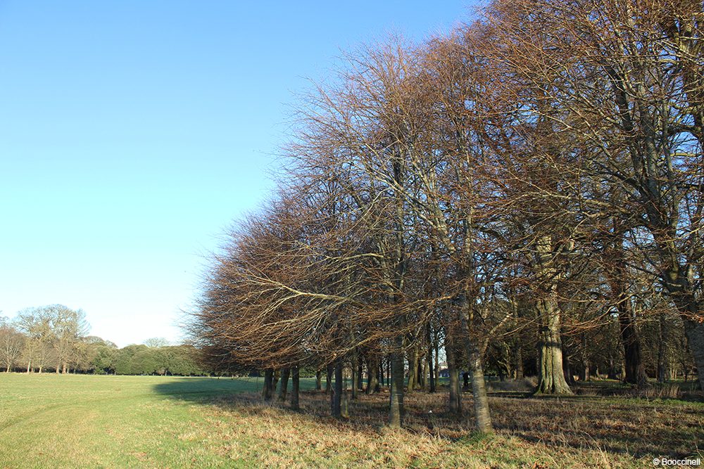 Phoenix park