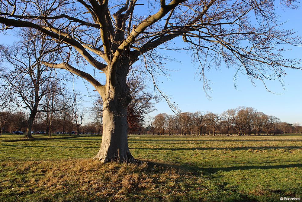 Phoenix park