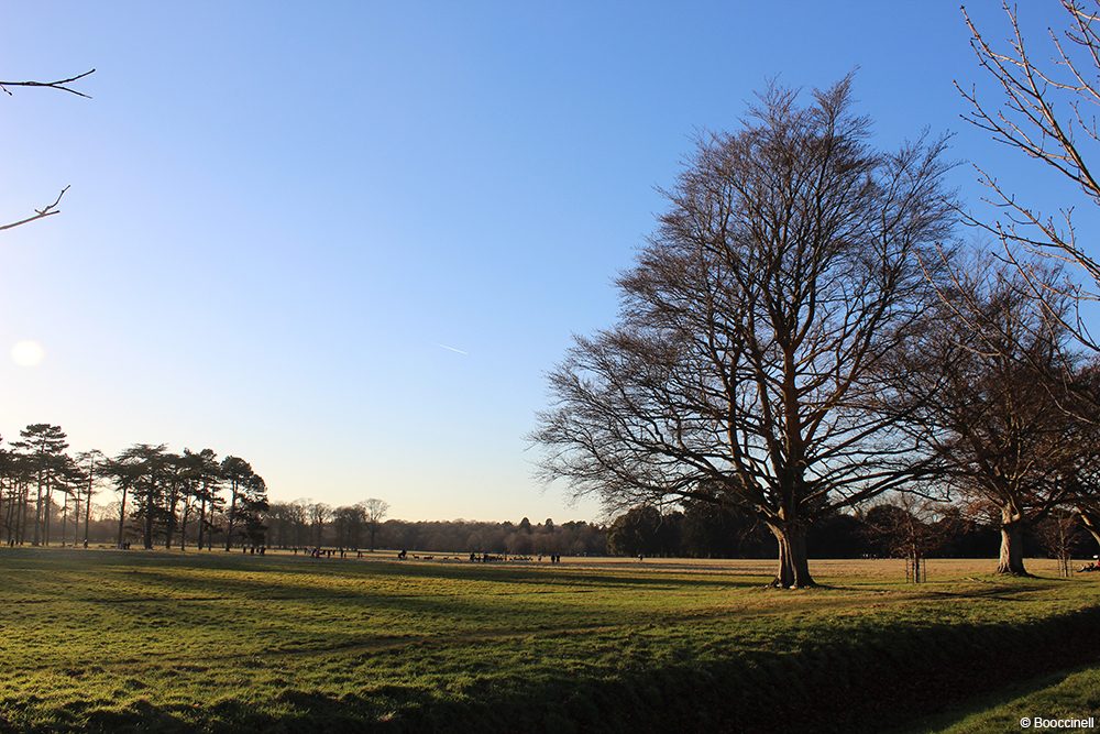 Phoenix park