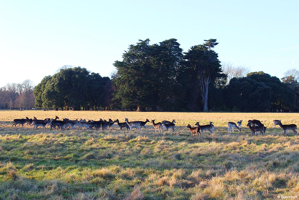 Phoenix park