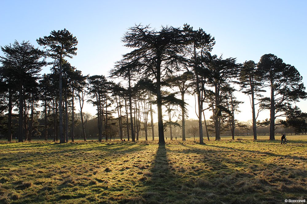 Phoenix park