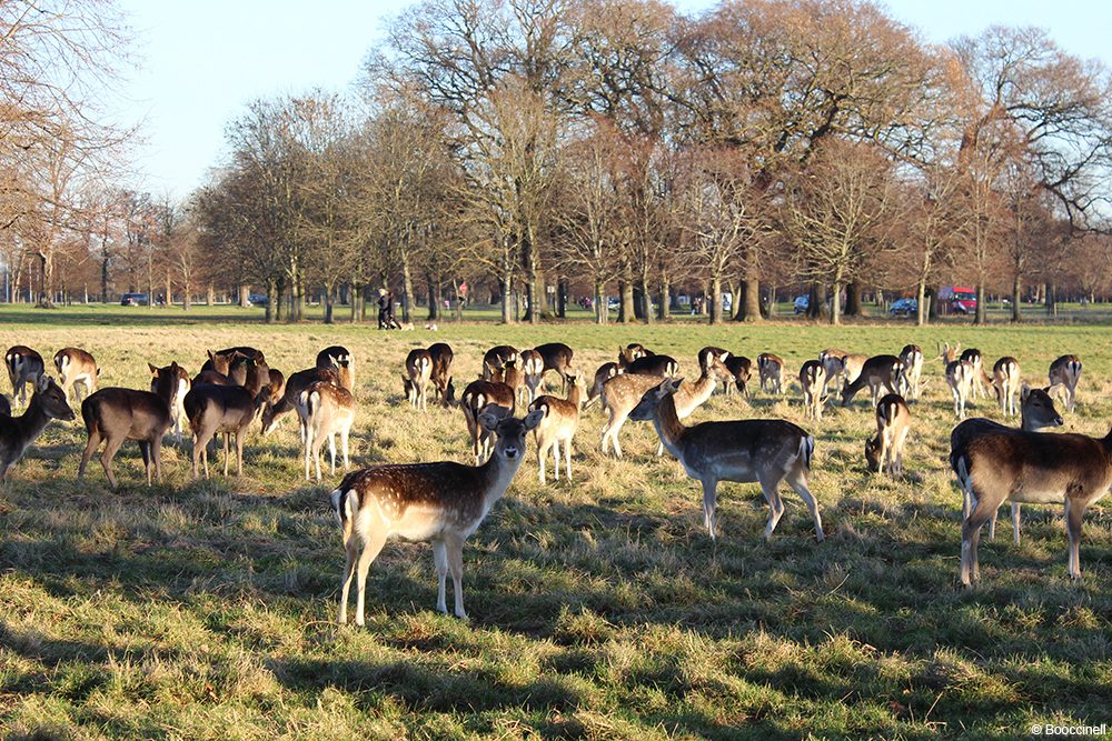 Phoenix park