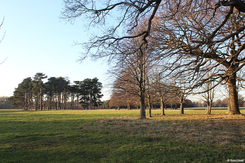 Phoenix park